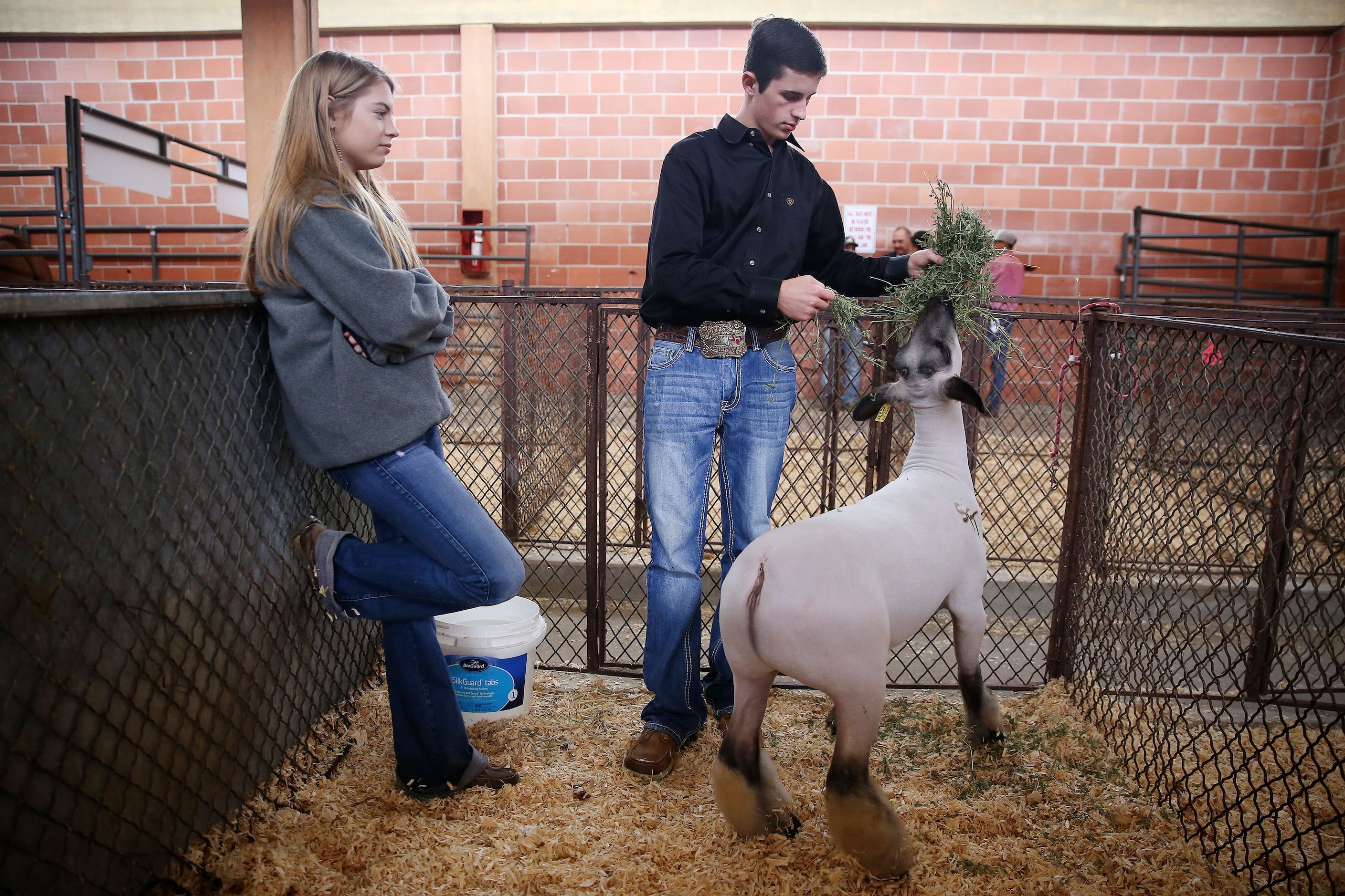 Kolton Neuse (right) feeds his grand champion lamb with friend Morgan Hollingsworth (left)...