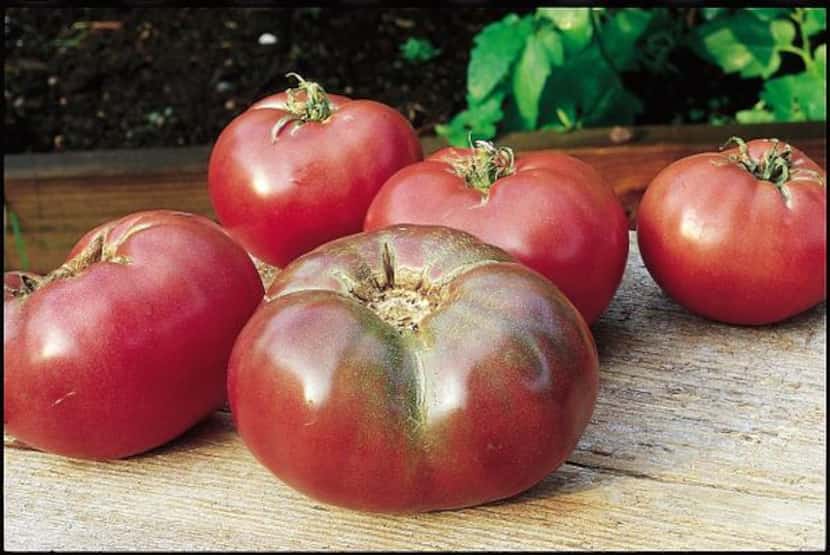 
'Cherokee Purple' is an all-time favorite of William D. Adams, author of "The Texas Tomato...
