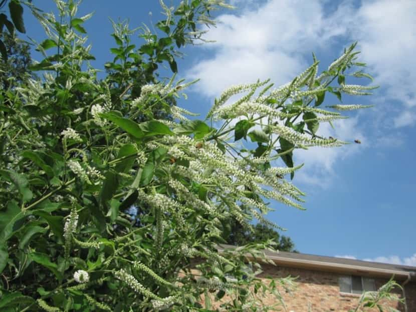 Almond verbena is the best pollinator attractor in Howard Garrett's garden.
