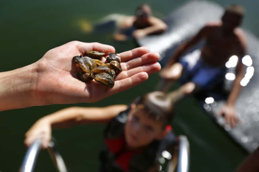 Collin Denison, 12, of Denison holds a handful of quarter-sized zebra mussels he pulled from...