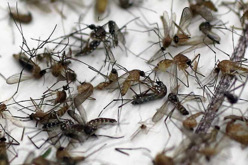  Culex mosquitoes capable of carrying the West Nile virus. (DMN/Photo)
