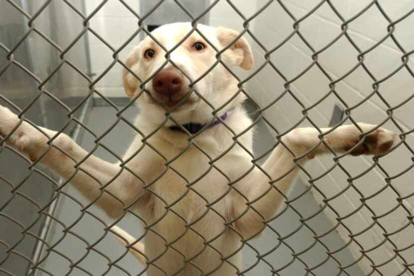 
Several cities with animal shelters, including Richardson and Dallas, will participate in...