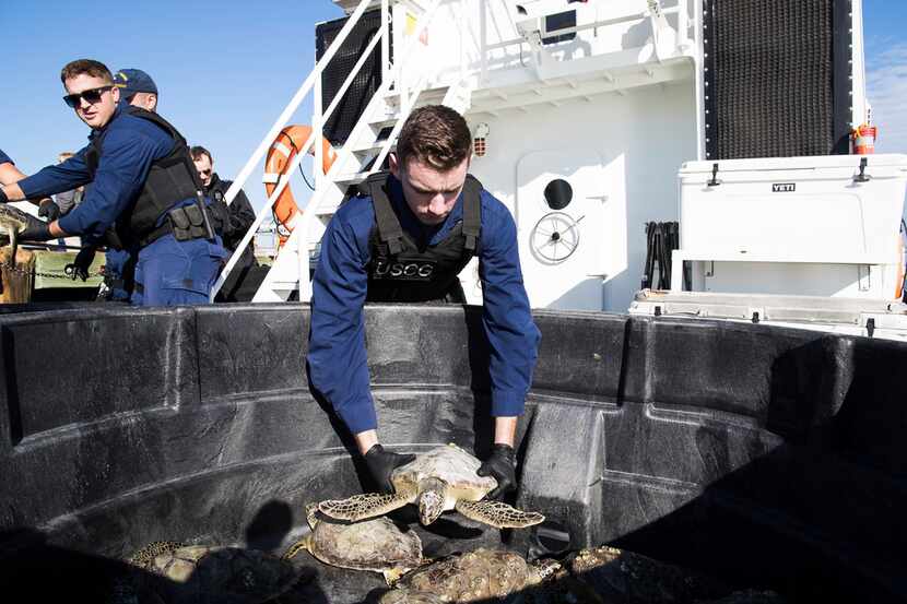 United States Coast Guard Petty Officer Evan Renaud places a sea turtle, rehabbed by the...