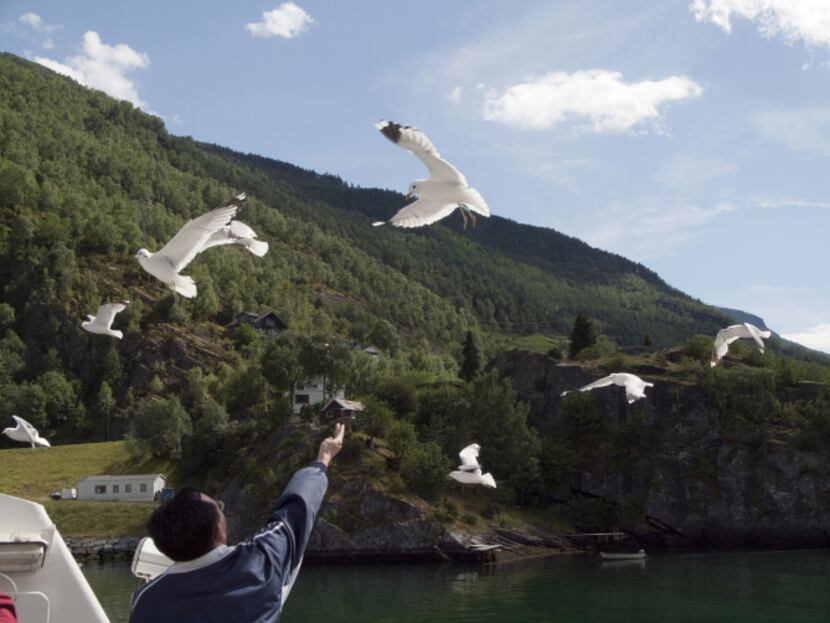 Feeding the seabirds as we cruise the Sognefjord, Norway.