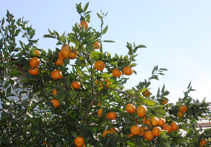 Orange Frost Satsuma, a small orange tree that can be grown in North Texas, has been named a...