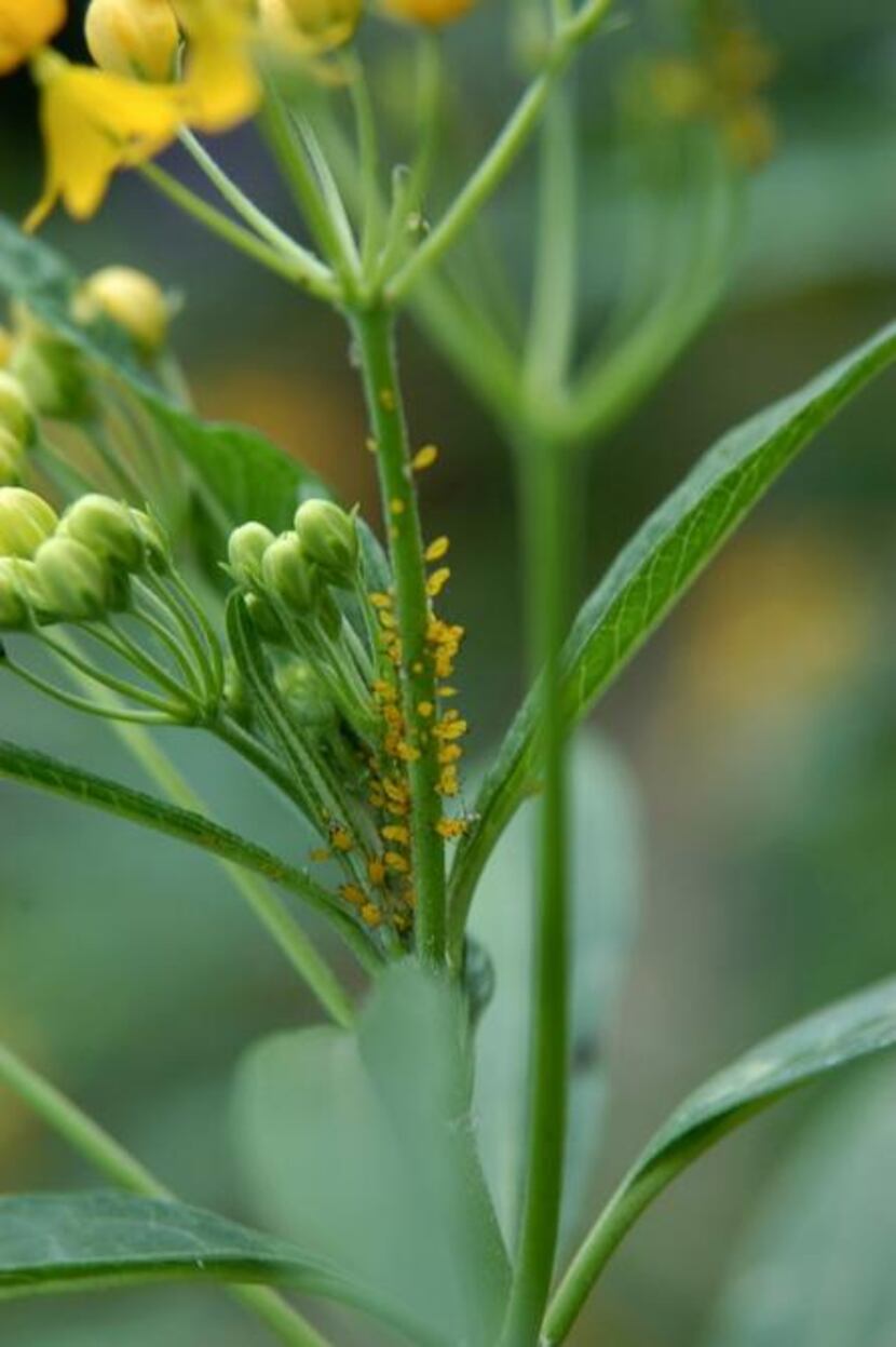 
Aphids on Mexican milkweed are a sign the host plants for monarchs have not been treated...