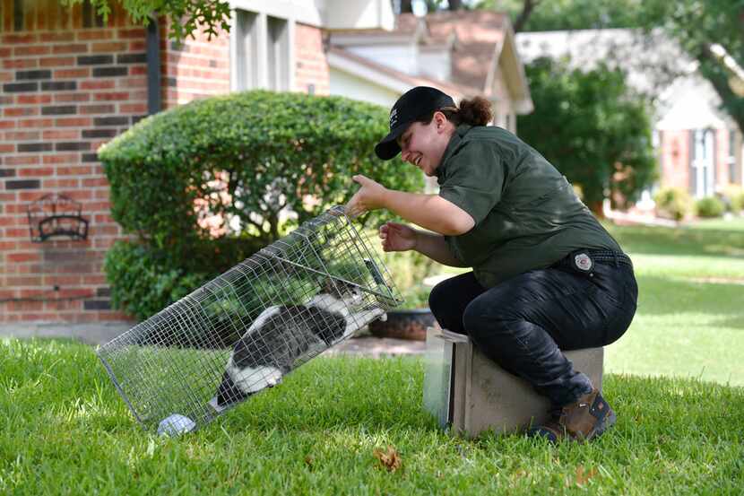 Megan Paliwoda, an animal services officer with the city of Mesquite, prepares to release a...