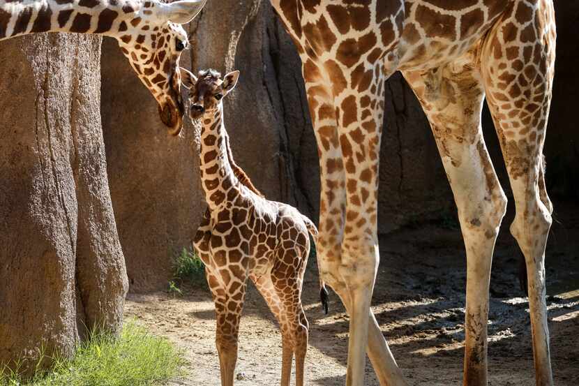 Marekani, born on the Fourth of July, made her public debut four days later at the Dallas Zoo.