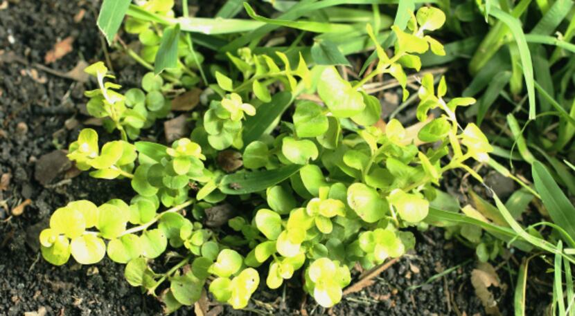 Lysimachia aurea, also known as golden creeping jenny, does well in soggy spots of native clay.