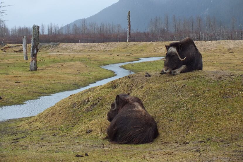 Two musk oxen lie beside a stream at the Alaska Wildlife Conservation Center, where rescued...