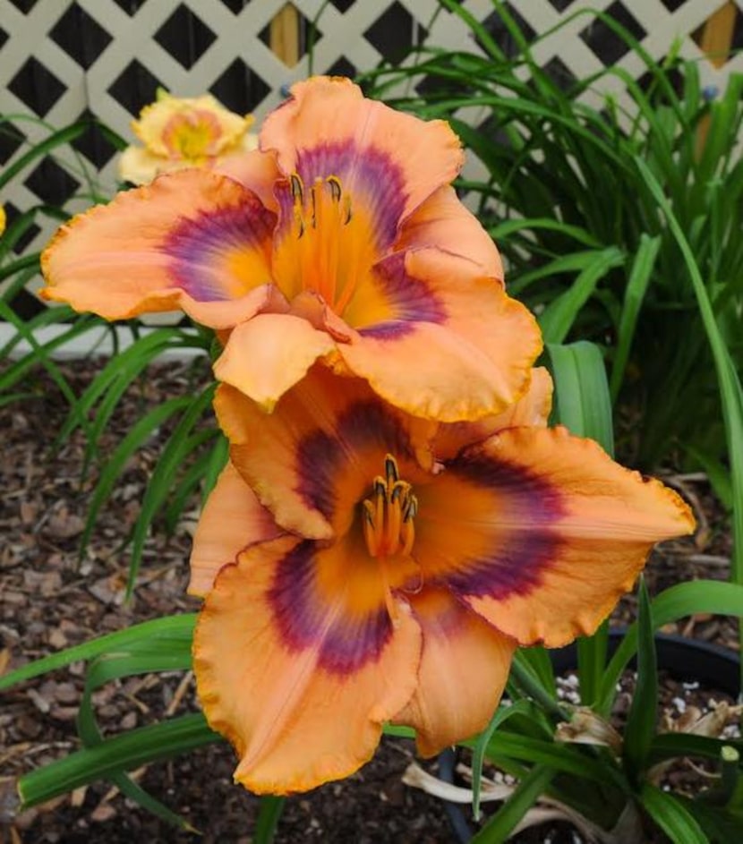 
Daylily 'Purple Maze'
