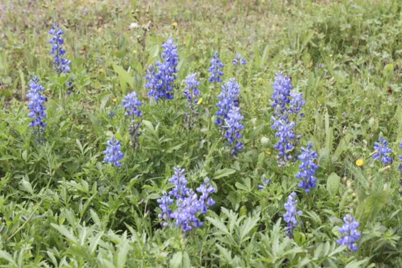  The original state flower of Texas, Lupinus subcarnosus, prefers sandy soils of East Texas...