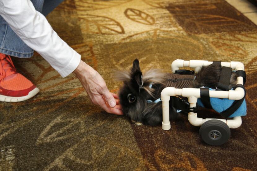Lily's PVC wheelchair allows her to get around at the North Texas Rabbit Sanctuary, stopping...