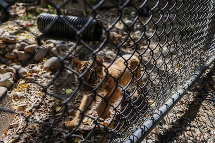 Zoo staff refer to Sumini as "Zoomie Sumi," a nickname they coined after seeing how much she...