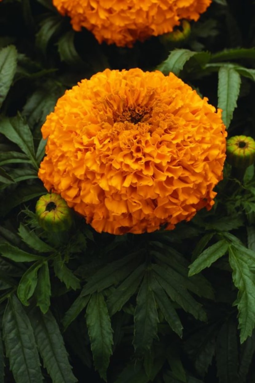 Marigold 'Moonsong Deep Orange' 