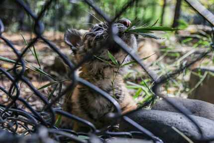 Sumini, a Sumatran tiger cub born at the Dallas Zoo in August, comes out in the habitat for...