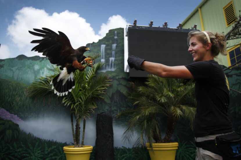 Senior trainer Lacey Zeno works with Mason, a Harris hawk, during a demonstration for the...