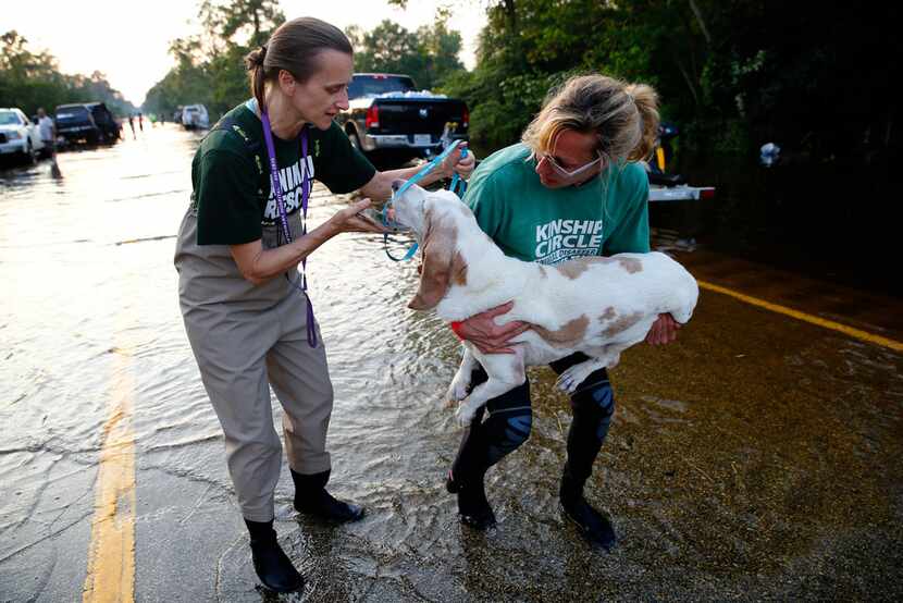 Cheri Deatsch (left) and Missy Hargraves  put a lead on a dog rescued from Hurricane Harvey...