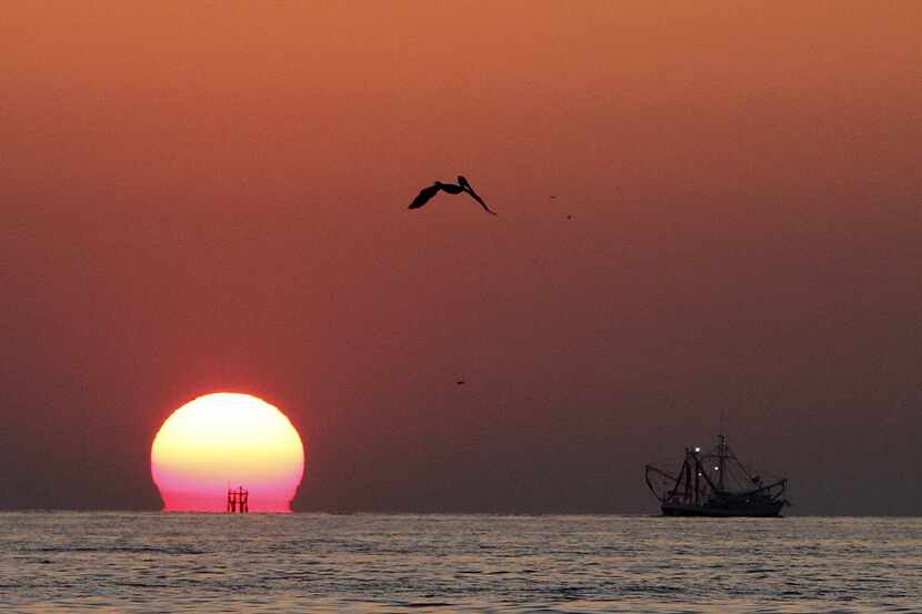 A brown pelican flies as the sun sets  in the Gulf of Mexico. 
