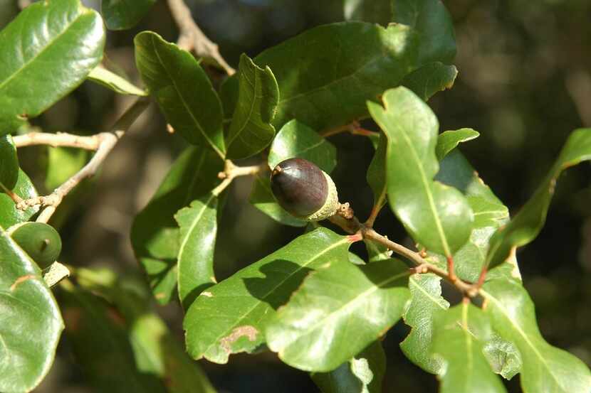 Live oak leaves vary tremendously in size and shape.