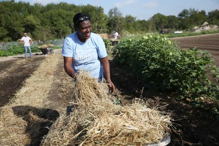 Farm manager Kim High looks up as she lays hay atop rows at Bonton Farms off Ravenview Road...