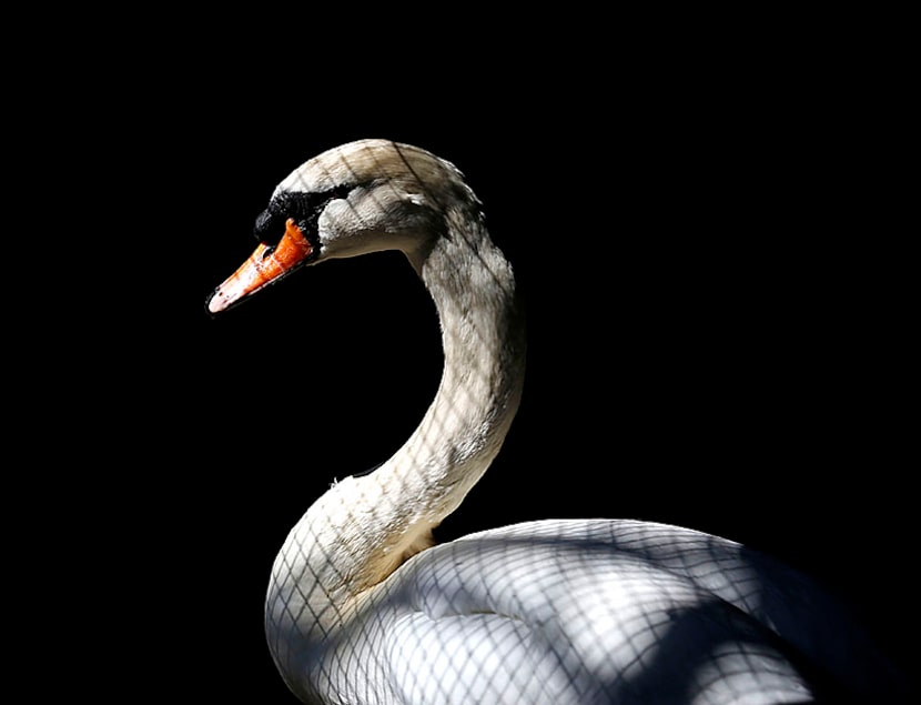  Katie, a swan, sits recovering in an enclosure at the Rogers Wildlife Rehabilitation Center...