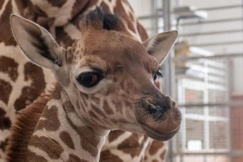 A new male giraffe was born earlier this month at the Dallas Zoo, officials announced Monday.