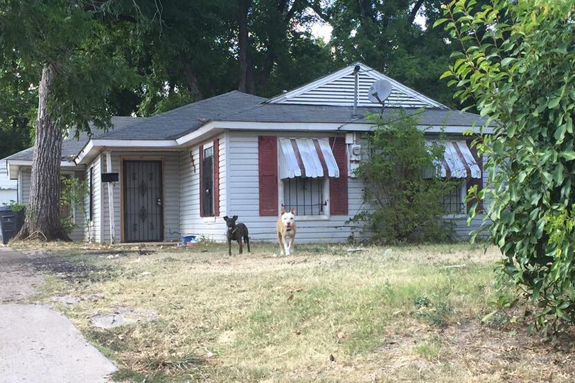  Dogs in many southern Dallas neighborhoods are either illegally -- and inhumanely --...