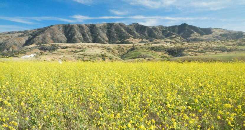 Fields of  wild yellow mustard flowers bloom in May along the Potato Harbor Trail, which...