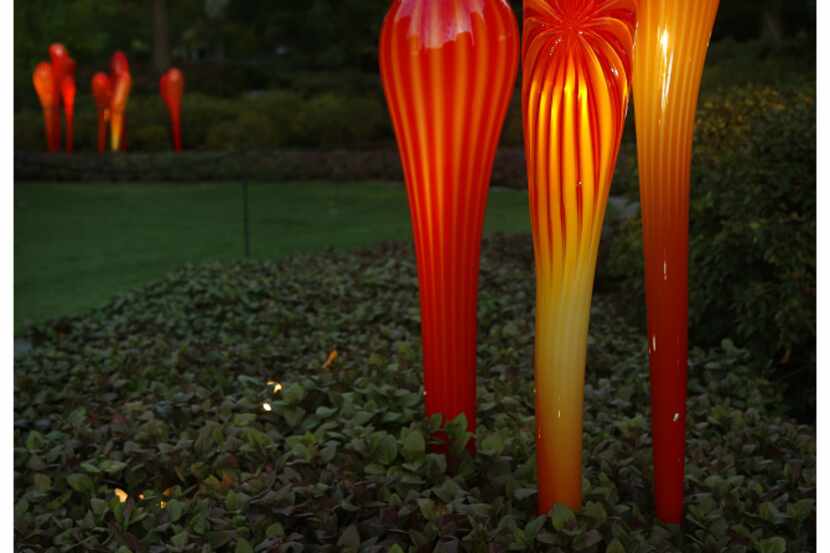 Chihuly's Tiger Lillies are illuminated for Chihuly Nights at the Dallas Arboretum. 