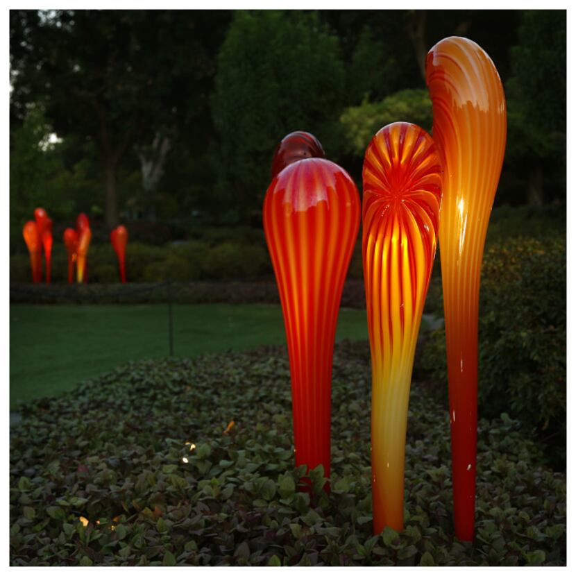 Chihuly's Tiger Lillies are illuminated for Chihuly Nights at the Dallas Arboretum....
