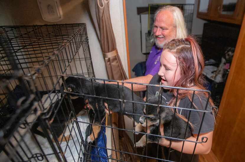 James Harbor helps Logan Fessler, 12, place several rescue puppies into a cage for transport...