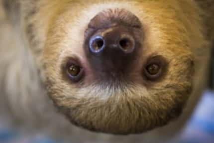 Sandy the sloth hangs out at EarthWise Pet Supply in Flower Mound. (Smiley N. Pool/Staff...