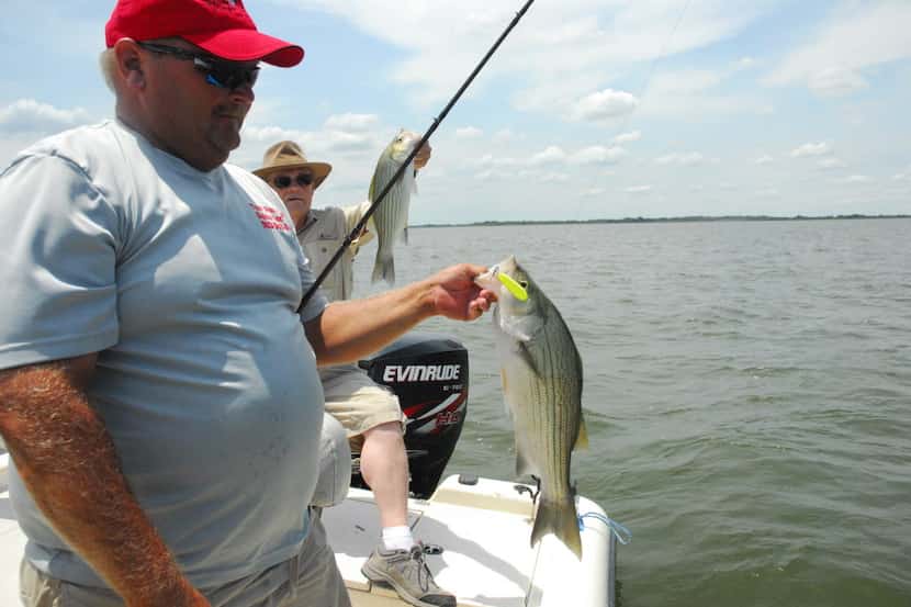 Fishing guide Tony Parker and his clients area catching big white bass at Cooper Lake while...