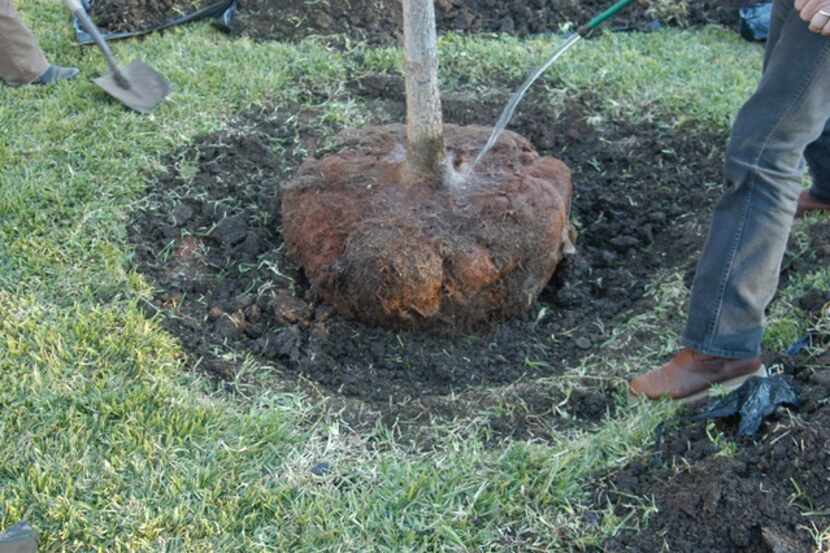 Planting holes when planting trees should be wide and rough-sided.