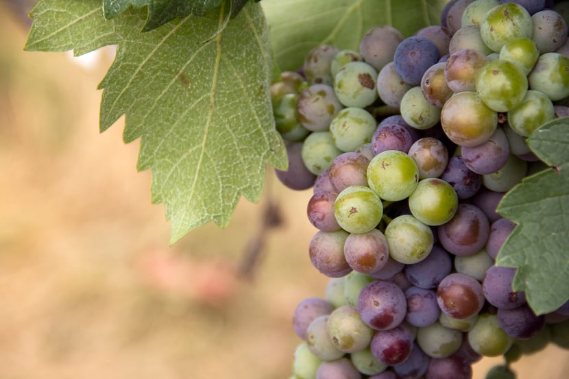 Mourvedre grape at Brennan Vineyards in Comanche, Texas