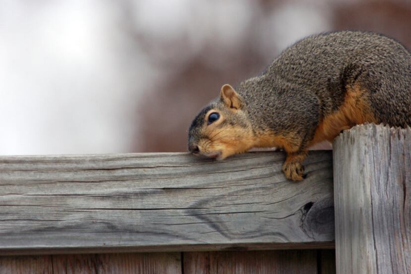 Karen Weaver's shot of this "scratchin' post" squirrel. 