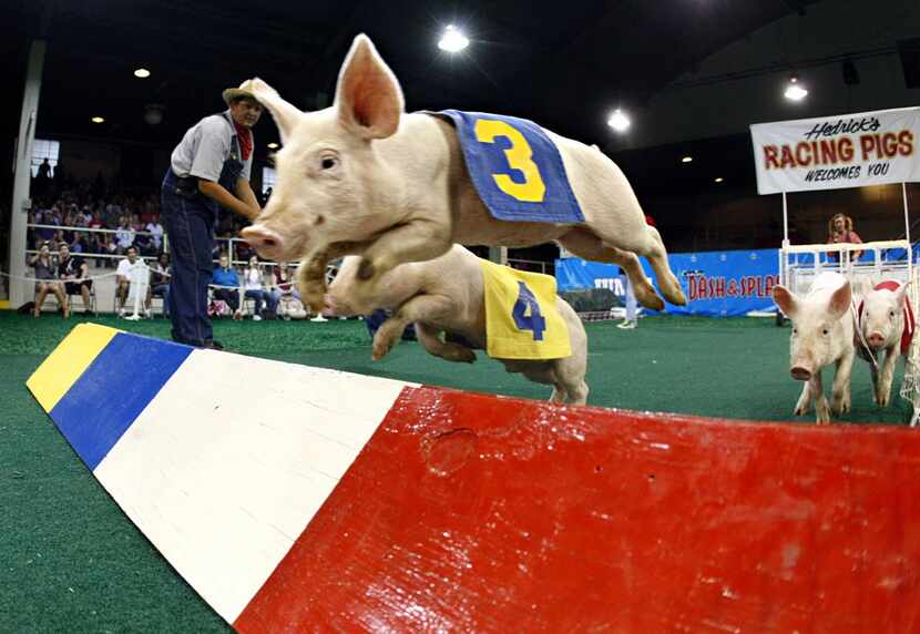 Squealy Nelson is the first to make the hurdle as he and Snoop Hoggy Hog, Hamma Montana and...