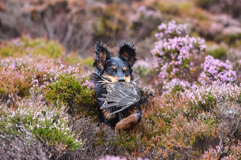 Brig the dog retrieves a grouse shot on first day of the grouse shooting season on Forneth...