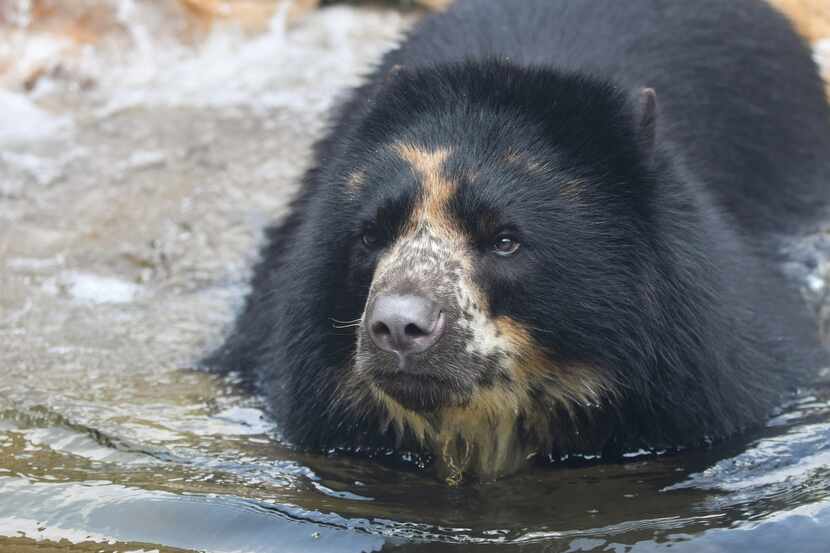 Ben, the 4-year-old Andean bear who twice escaped from his enclosure at the St. Louis Zoo in...
