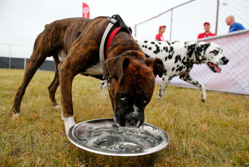 Brewtus, a boxer owned by Andrew Repp of Lewisville (left) stops for a drink of water at the...