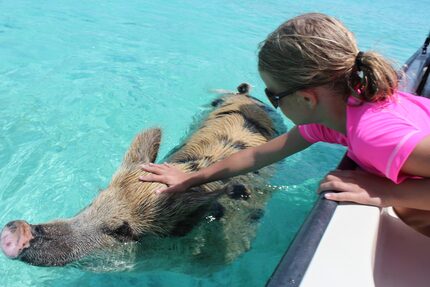 The animals attract numerous tour boats, and they're accustomed to visitors.