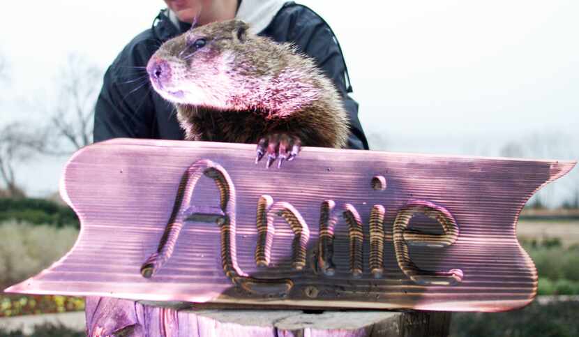 Arboretum Annie gave her forecast on Groundhog Day last year at the Dallas Arboretum.