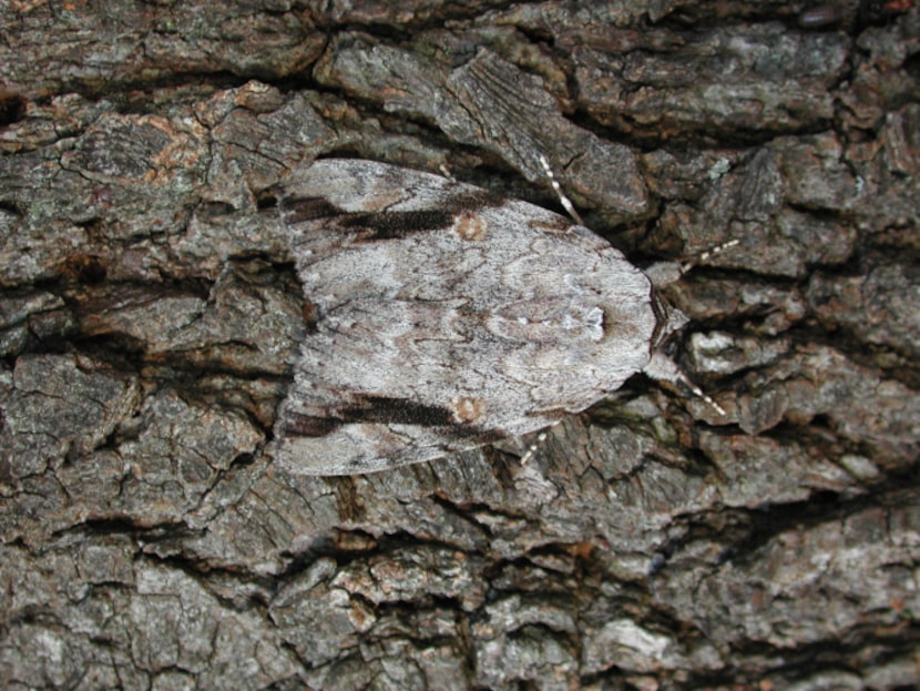 Sad Underwing (Catocala maestosa)    This whole family of moths (the Underwings) rest on...