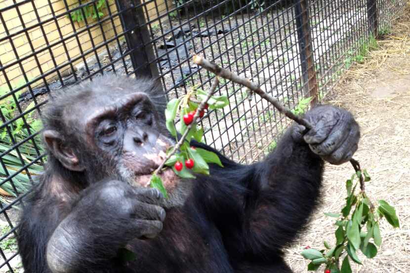 In this July 2013 photo provided by the Primate Sanctuary, the chimpanzee Kiko eats wild...