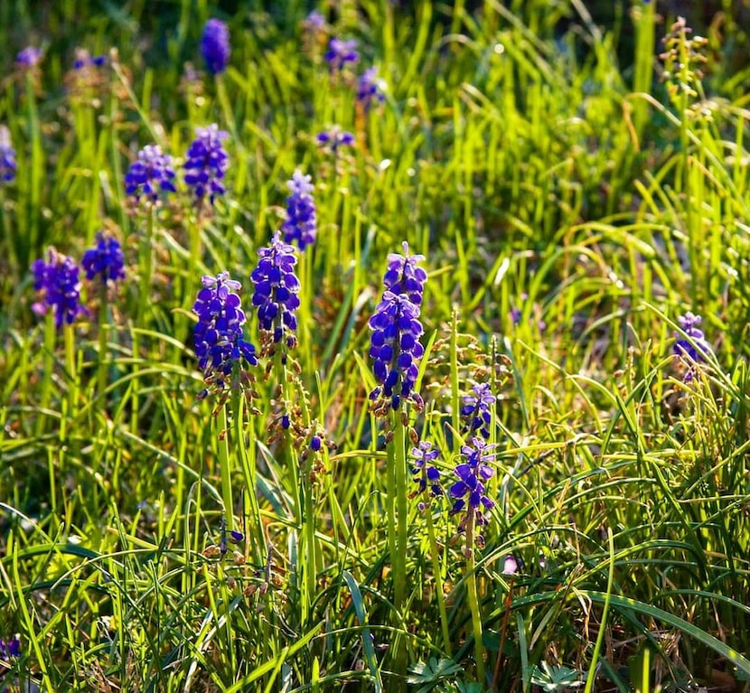 Grape Hyacinth (Muscari spp.)