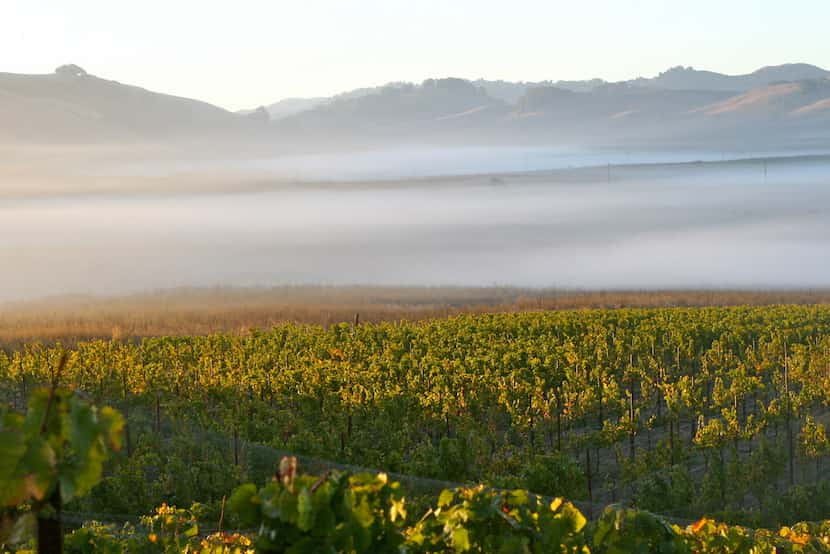 Fog rolls through McEvoy Ranch's Azaya Vineyard in the Petaluma Gap in the far northern...