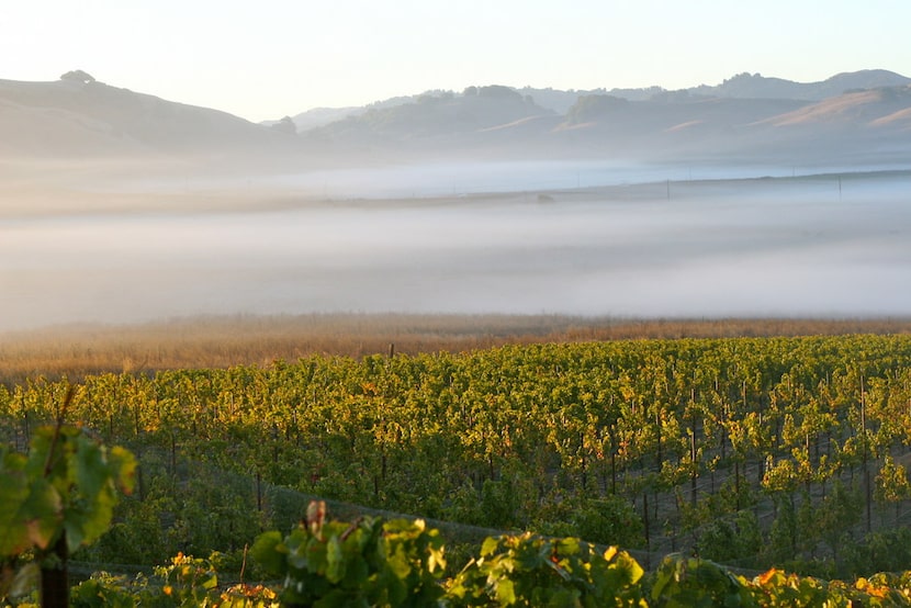 Fog rolls through McEvoy Ranch's Azaya Vineyard in the Petaluma Gap in the far northern...