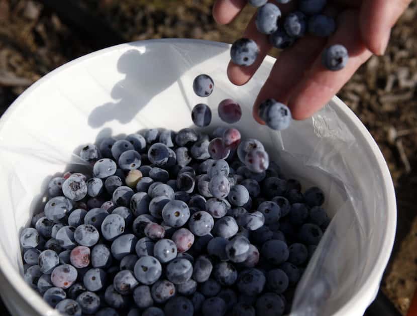 If you see blueberries at the farmers market in November, they are most definitely not...