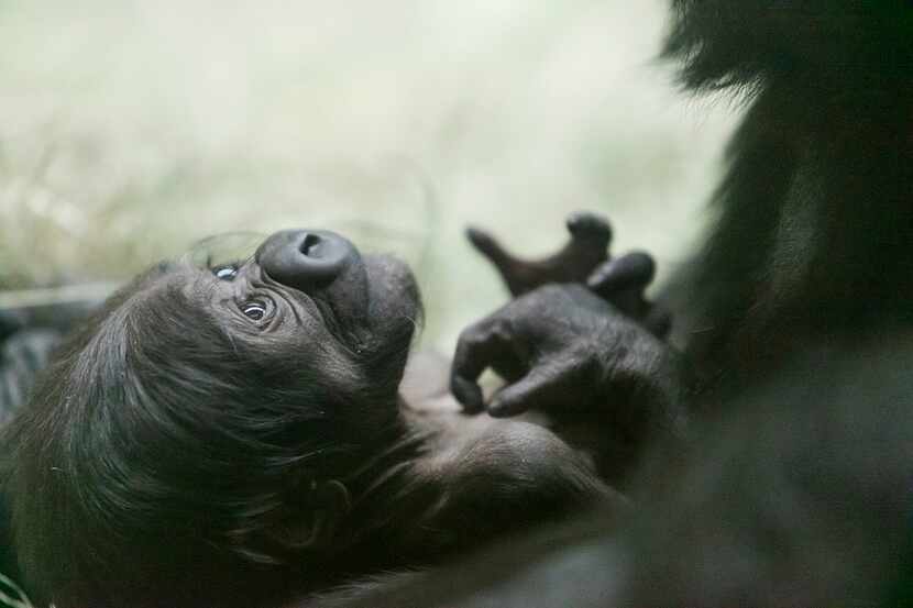 A male western lowland gorilla was born Saturday at the Fort Worth Zoo. This is the first...